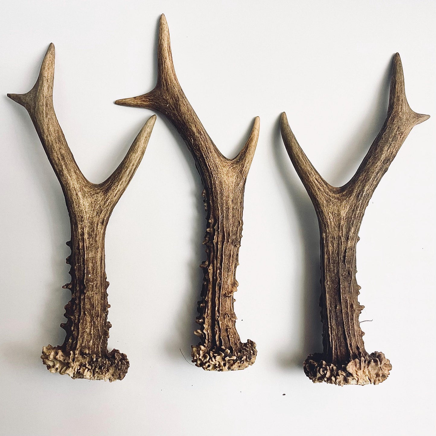 Whole Deer Antler Singles