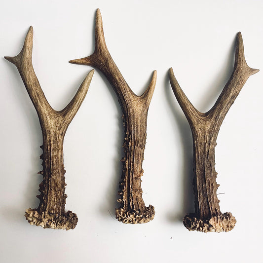 Whole Deer Antler Singles