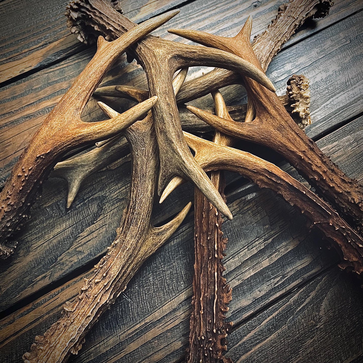 Whole Deer Antler Singles