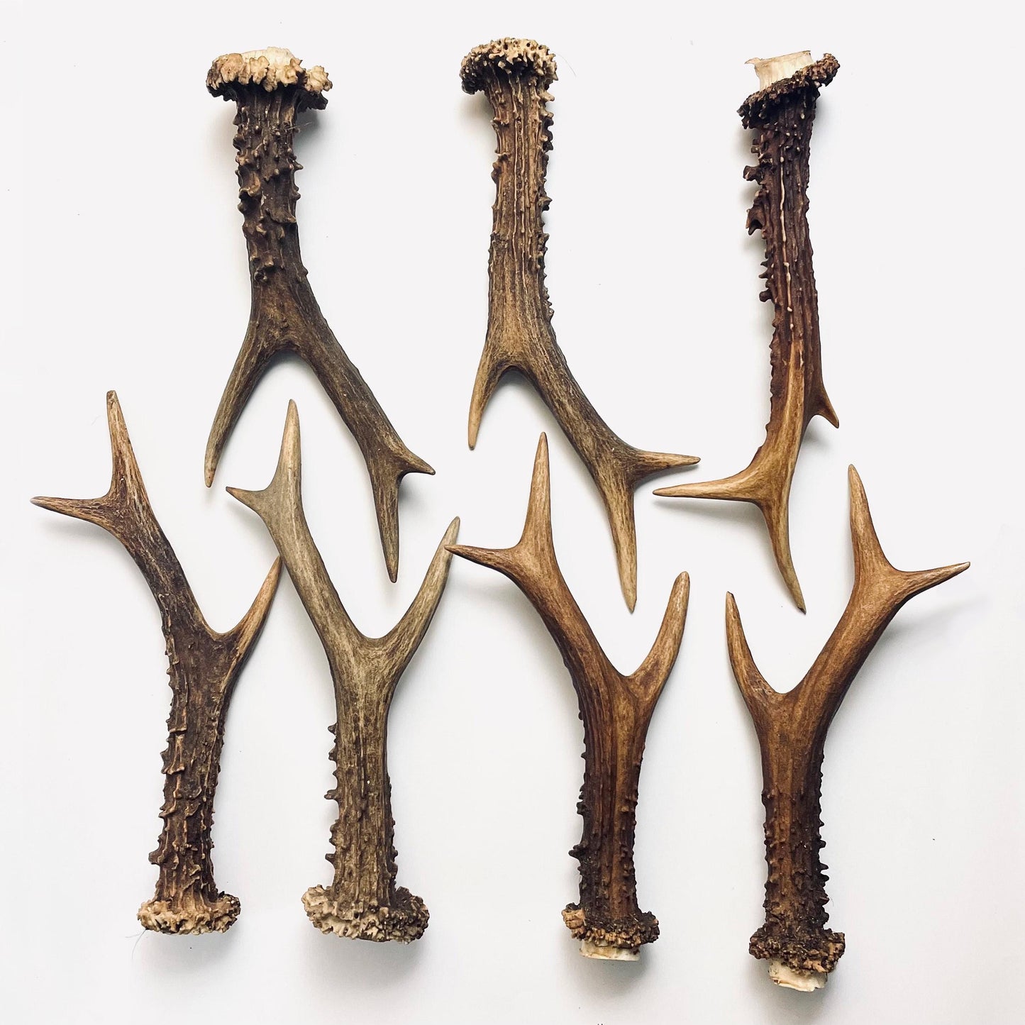 Whole Deer Antler Singles
