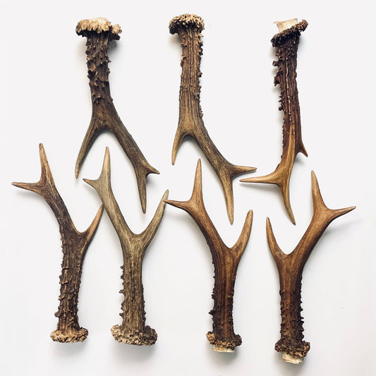 Whole Deer Antler Singles