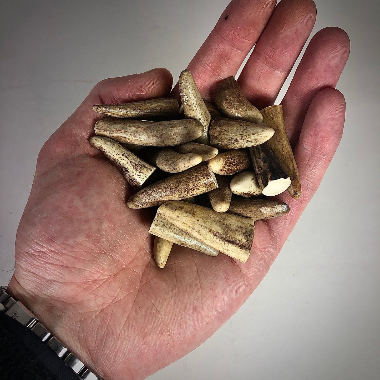 10x Small Deer Antler Tips