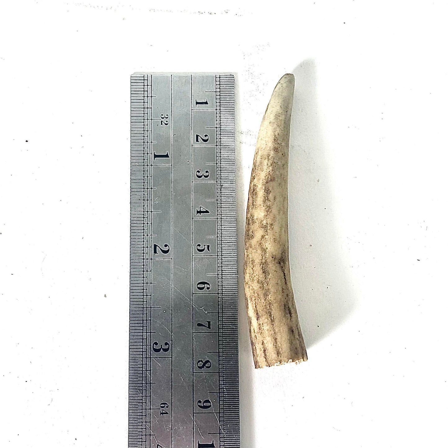 5x Small Deer Antler Tips