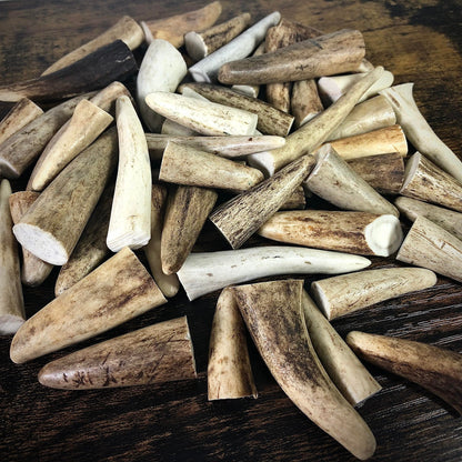 10x Small Deer Antler Tips