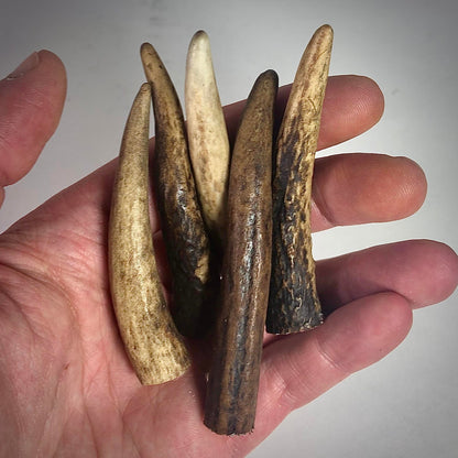 5x Small Deer Antler Tips