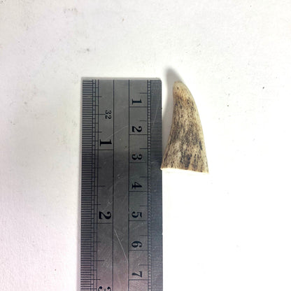 10x Small Deer Antler Tips